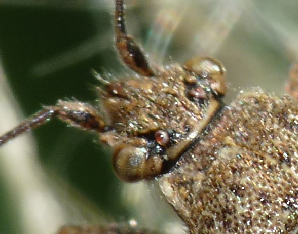 Rhopalidae di Livorno: Stictopleurus cfr. punctatonervosus